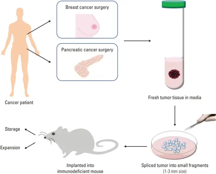procedure for the generation of patient-derived xenograft (PDX) model