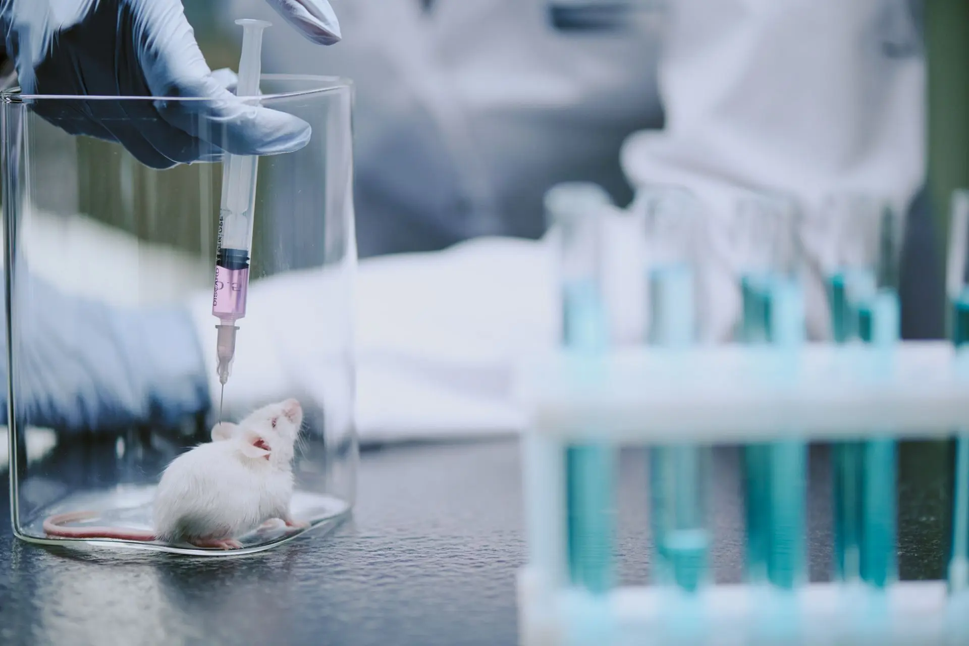 laboratory mice injection 