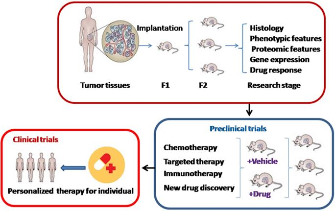 The development and application of patient-derived xenograft (PDX) models.