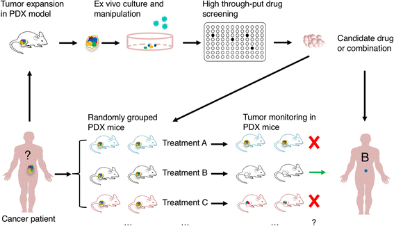 Use of PDX models in drug screening