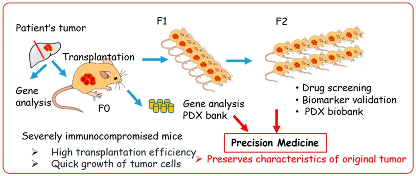 Patient-derived xenograft (PDX) model in precision medicine.