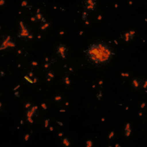 [04539-5] Acridine orange, C.I. 46005 (min. 95%) - 5g