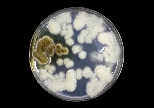 [C09201] SP-mAb